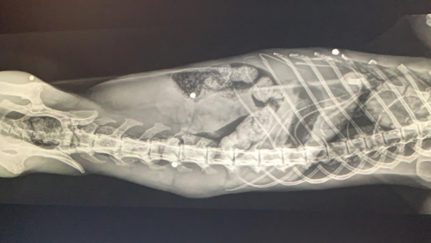 Die Röntgenbilder zeigen, dass der ganze Körper des blinden Katers von Schrotkugeln durchsiebt ist. Zudem leidet er an Verstopfung und hat ein gebrochenes Brustbein. (Bild: Tierparadies Schabenreith )