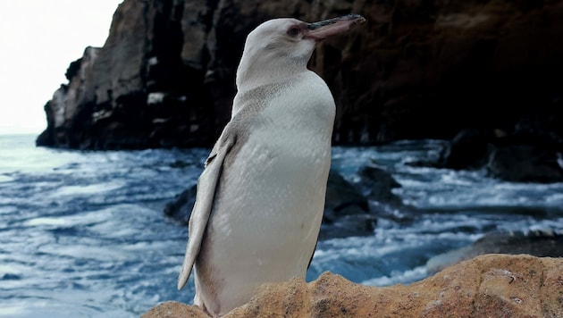 Ein seltener weißer Galapagos-Pinguin (Spheniscus mendiculos) wurde in Punta Vicente Roca entdeckt. (Bild: AFP/PARQUE NACIONAL GALAPAGOS/Jimmy Patino)