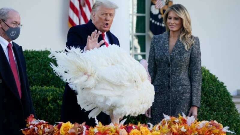 Noch-Präsident Donald Trump begnadigte zu Thanksgiving traditionell einen Truthahn - in diesem Jahr hieß das Exemplar „Corn“. (Bild: AP)