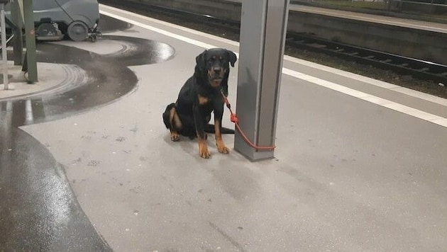 Dieser Rottweiler wurde am Bremer Hauptbahnhof angebunden. Mehrere Bahnsteige mussten daraufhin gesperrt werden, weil der Hund sich sehr aggressiv verhielt. (Bild: Bundespolizeiinspektion Bremen)