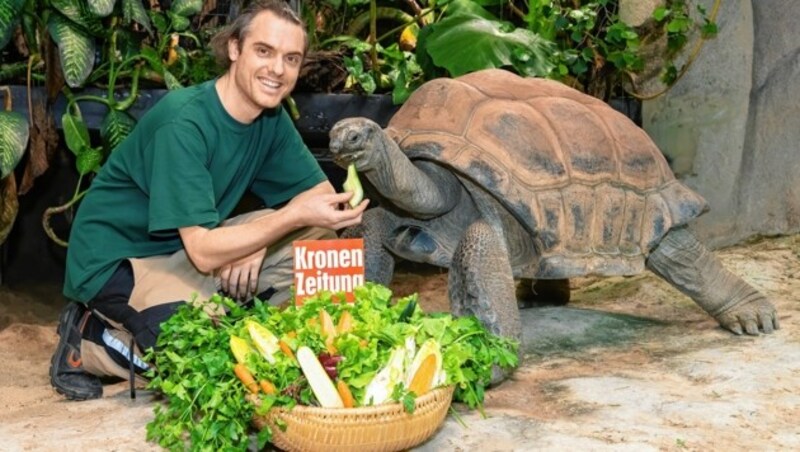 Riesenschildkröte „Menschik“ mit Tierpfleger Michael Peiler: Die „Krone“ bedankt sich für die Dienste beim Koalitionsorakel. Mahlzeit! (Bild: Daniel Zupanc)