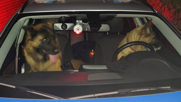 Die beiden Hunde fühlten sich im Streifenwagen auf Anhieb wie zu Hause. (Bild: facebook.com/Polizei.NRW.MG)