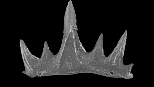 Zähne und Knochen sind häufig die einzigen Überreste einst lebender Organismen und können Jahrmillionen überdauern. (Bild: NHM Wien)