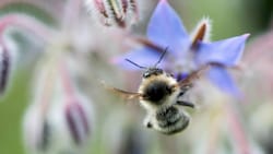 Aufgrund des Insektensterbens wird auch der Lebensraum für Wildbienen immer knapper. (Bild: APA/dpa/Sebastian Gollnow)