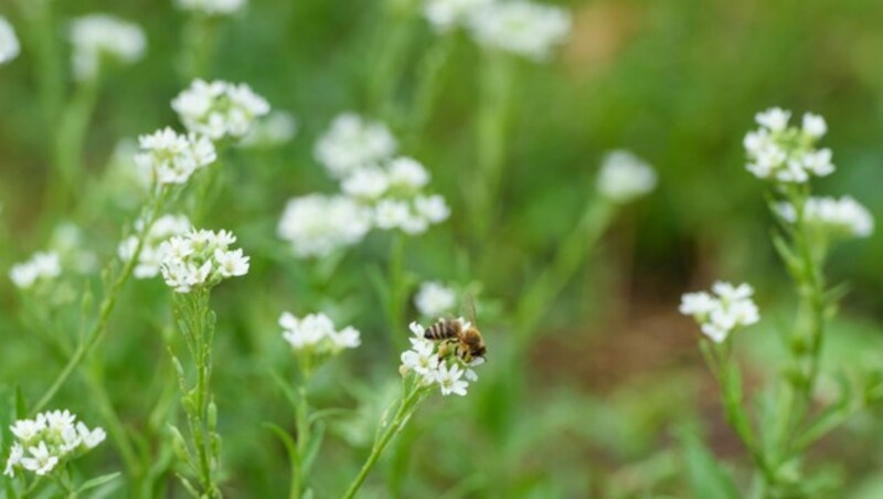 Durch den Verlust natürlicher Lebensräume von Insekten gehen auch wichtige Bestäuber für unsere Nahrungsmittel verloren. (Bild: APA/dpa/Gregor Fischer)