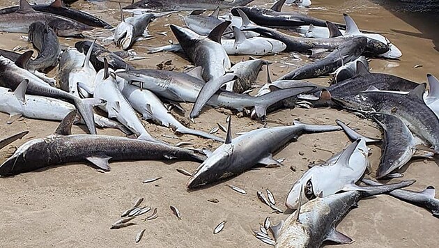 Ein Instagram-User nahm ein Foto von Dutzenden toten Haien an der Küste von South Stradbroke Island in Australien auf. (Bild: instagram.com/blairparker77)