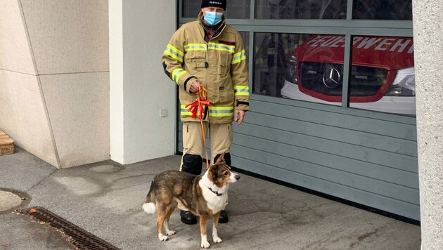 Während sich das Herrchen in Wiesing testen lassen ging, passte die Feuerwehr kurz auf den Vierbeiner auf. (Bild: zoom.tirol)