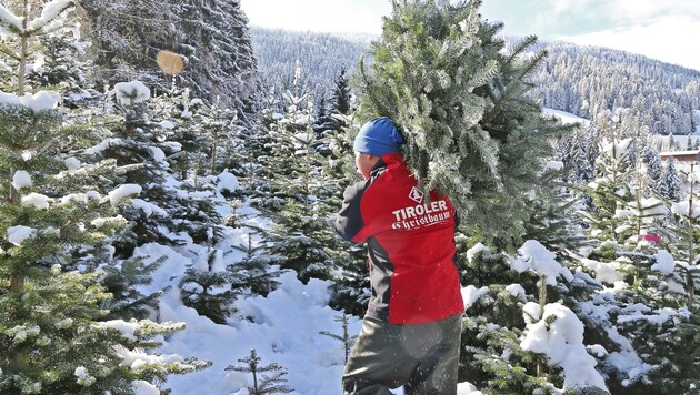 Die mehr als 20 Tiroler Christbaumproduzenten garantieren für heimische Qualitätsbäume mit unverkennbarem Logo. (Bild: Christof Birbaumer)
