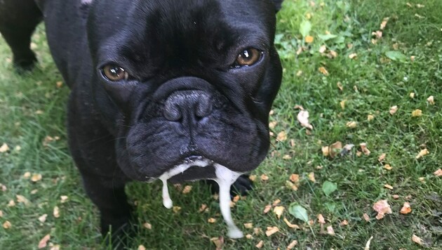 Wenn Hunde durch ihr Aussehen Qualen leiden. (Bild: Andrea Hohl)