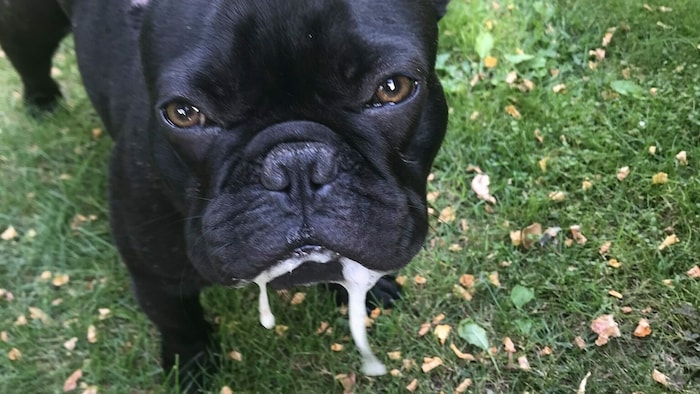 Wenn Hunde durch ihr Aussehen Qualen leiden.