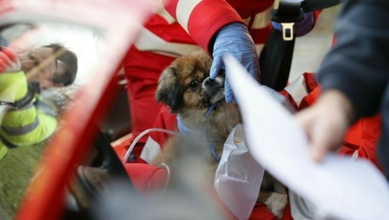 Der gerettete Hund wurde erstversorgt. (Bild: Markus Tschepp)