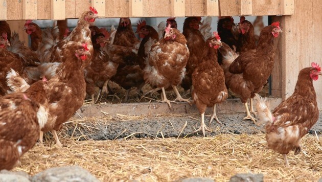 Artgerecht gehaltene Hühner müssen geschützt werden (Bild: KRONEN ZEITUNG)