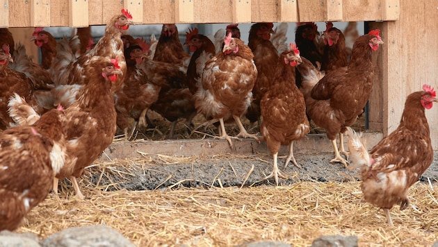 Artgerecht gehaltene Hühner müssen geschützt werden (Bild: KRONEN ZEITUNG)