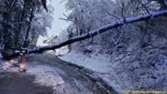 Umgestürzter Baum in Voitsberg (Bild: FF Voitsberg/Buchegger C.)