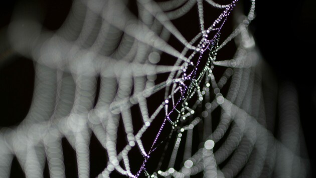 Während des Netzbaus gerät der Lagesinn der Spinnen durcheinander: (Bild: APA/dpa/Hirschberger)