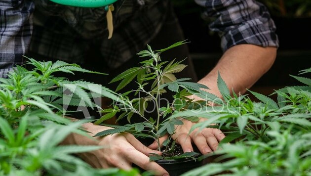Im ehemaligen Kinderzimmer wurde Cannabis angepflanzt. (Bild: stock.adobe.com)