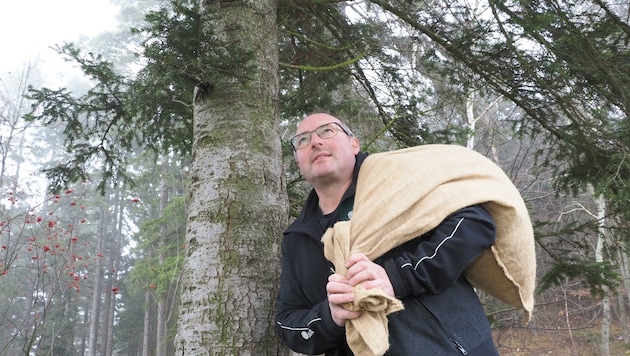 Klengmeister Hans Haselmayr freut sich über die heurige reiche Zapfenernte. (Bild: Gabriele Moser)