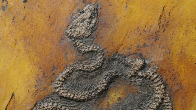 Die neu beschriebene Pythonart Messelopython freyi ist der älteste bekannte fossile Nachweis eines Pythons weltweit. (Bild: Senckenberg)