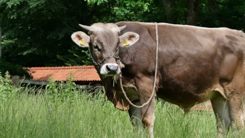 (Bild: Museumsdorf Volksdorf)