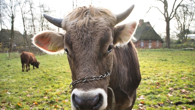 Jungstier "Goofy" (Bild: Museumsdorf Volksdorf)