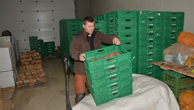 Biobauer Christian Kopp bereitet das Verschenken von 2000 kg Süßkartoffel vor (Bild: Daum Hubert)