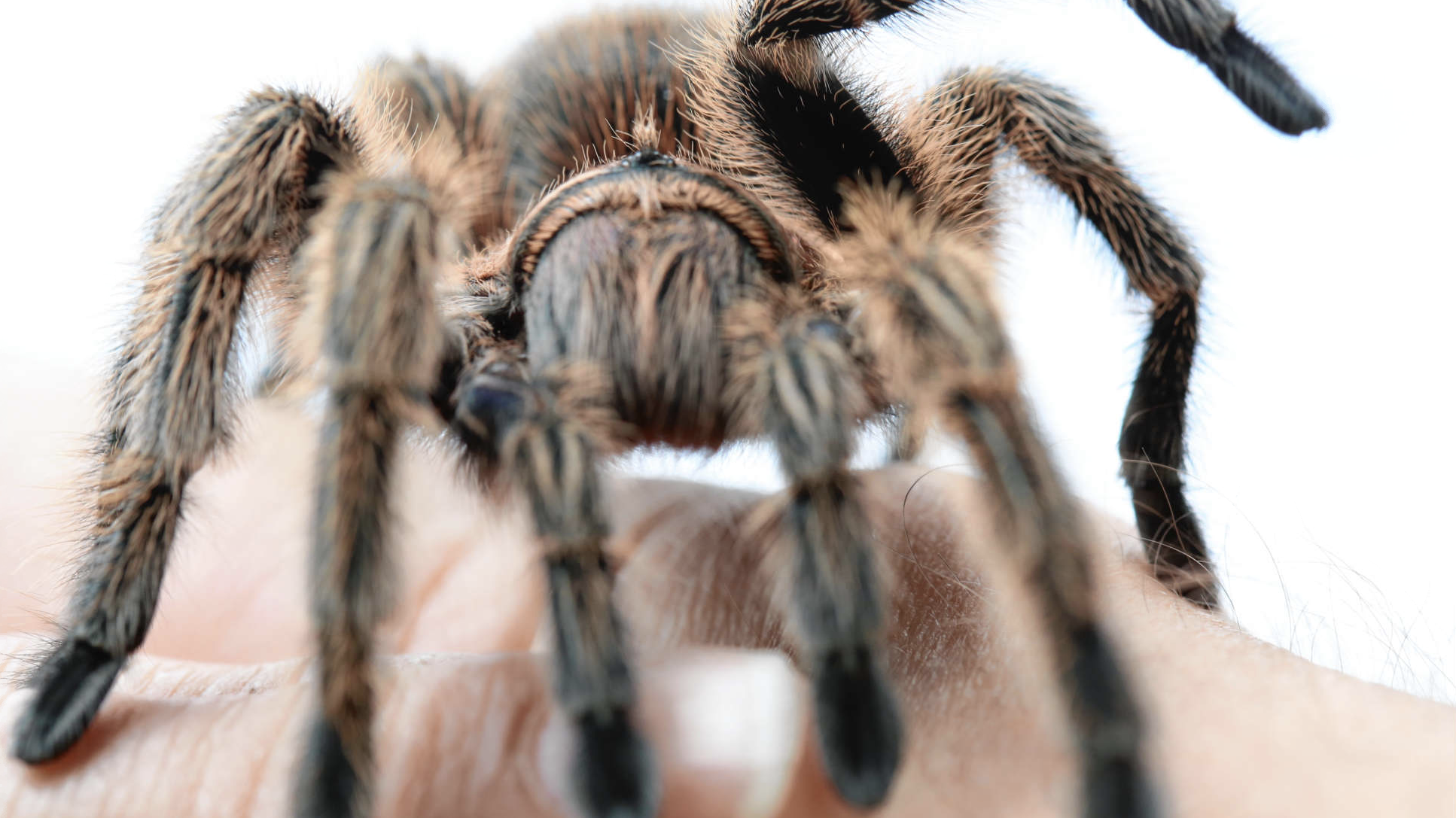 Auch für haarige Spinnen können Patenschaften übernommen werden... (Bild: Evelyn HronekKamerawerk)