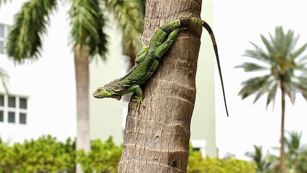 In Florida können kurz vor Weihnachten Leguane von den Bäumen regnen. (Bild: stock.adobe.com, Krone KREATIV)