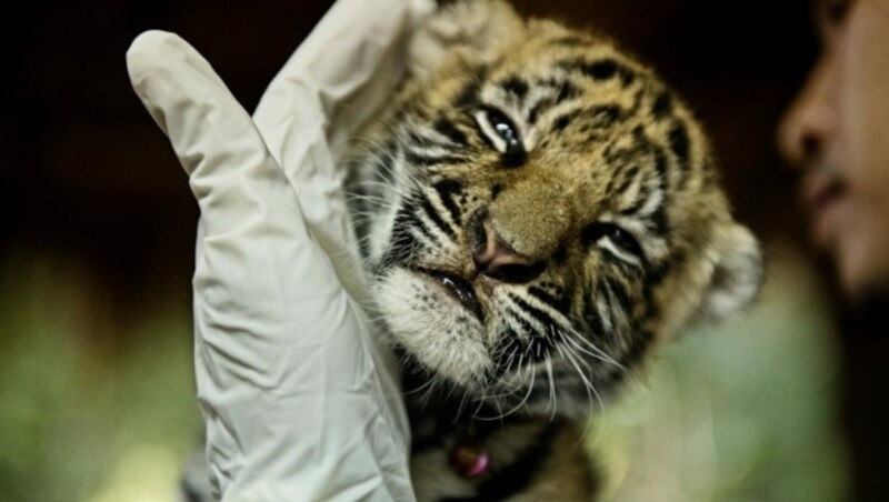 Geschmuggeltes Tigerbaby in Thailand (Bild: WWF/James Morgan)