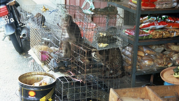 Illegaler Wildtierhandel als Schnittstelle zur Krankheitsübertragung (Bild: WWF/TRAFFIC)