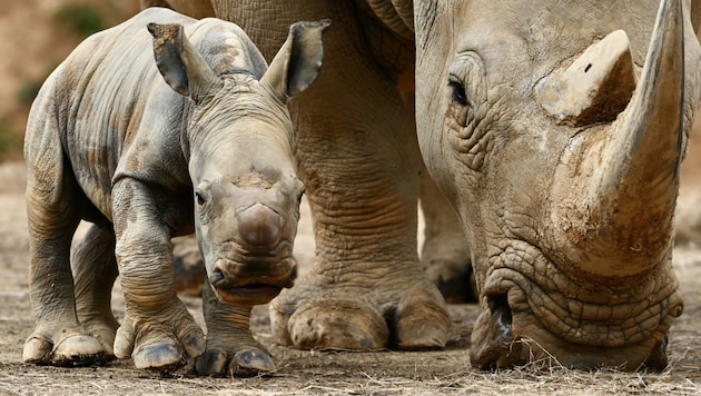 (Bild: APA/AFP/Sam Yeh)