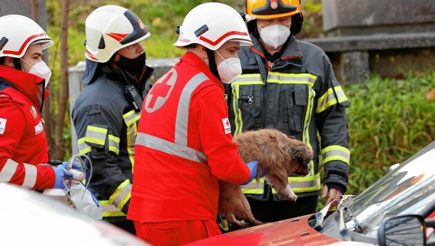 Bei dem Brand einer Wohnung in der Forellenwegsiedlung rettete die Berufsfeuerwehr einen kleinen Hund. (Bild: Markus Tschepp)