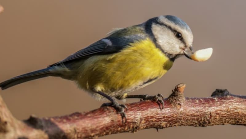 Blaumeise, Vogel: Foto Bernhard Schütz (Bild: Bernhard Schütz)