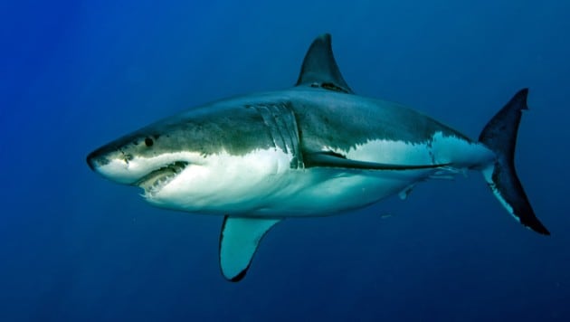 Ein Weißer Hai (Bild: Stock.adobe.com)