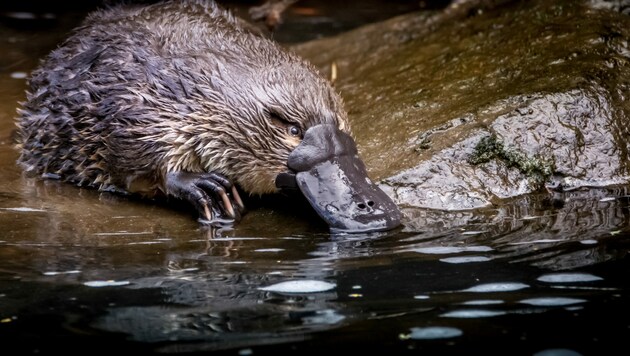 Schnabeltiere gehören optisch wohl zu den ungewöhnlichsten Tierarten dieser Erde. (Bild: ©Ash - stock.adobe.com)