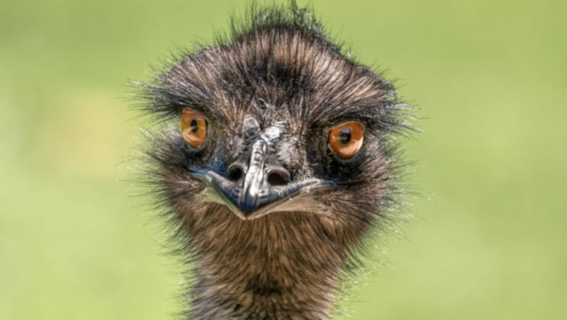 Emu (Bild: ©Carolyn - stock.adobe.com)