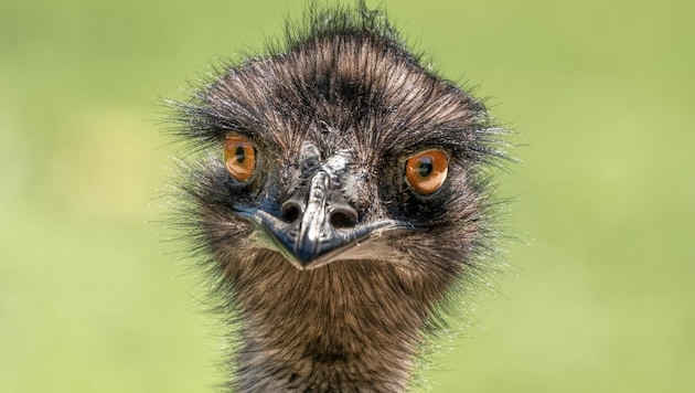 Emu (Bild: ©Carolyn - stock.adobe.com)