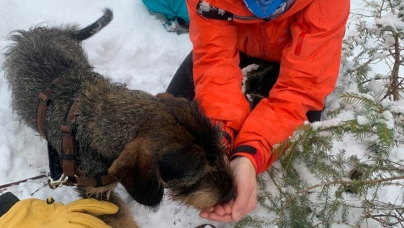 Der Hund war unverletzt, hatte aber Durst und Hunger. (Bild: ZVG)