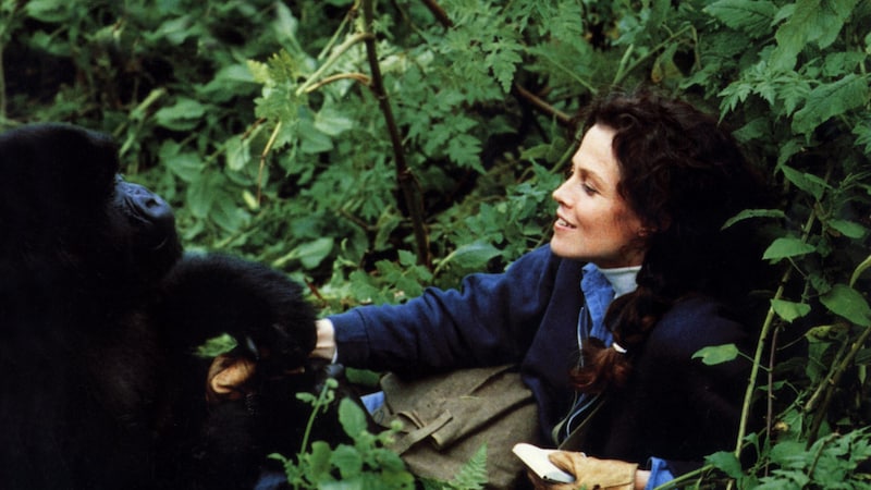 Sigourney Weaver in dem Michael-Apted-Film „Gorillas im Nebel“ (Bild: Impress / United Archives / picturedesk.com)