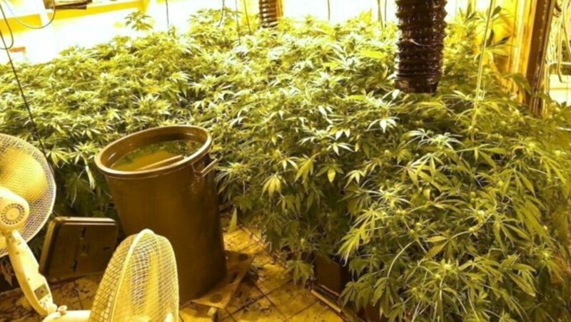 Der Lenker wurde festgenommen. Im Keller seines Hauses in der Donaustadt fand man eine Marihuana-Pflanzung mit 370 Stauden. (Bild: APA/LPD WIEN)