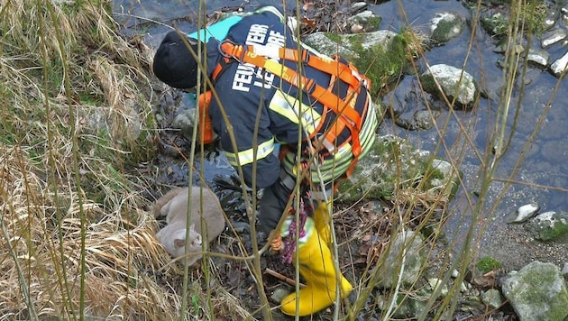 Ein Feuerwehrmann stieg zu „Aladin“ hinab und barg den Kater aus dem kalten Wasser. (Bild: Stefan Schneider)