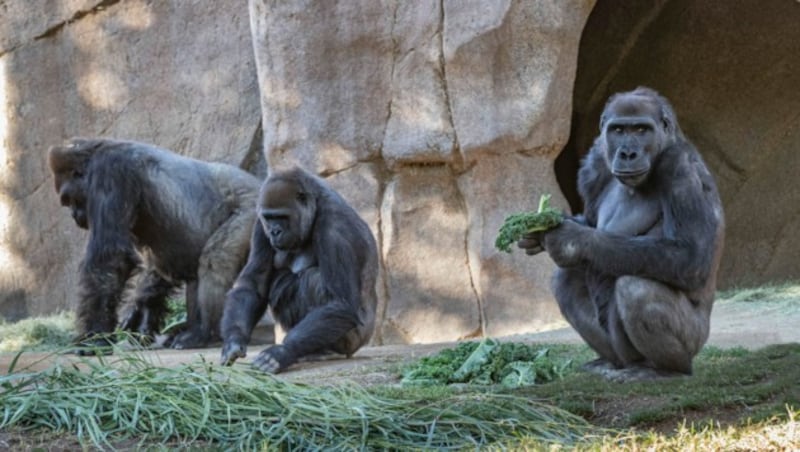 Im Zoo von San Diego sind Gorillas positiv auf das Coronavirus getestet worden. (Bild: SDZG 2021 ©)