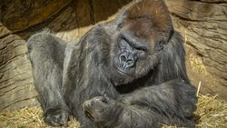 Der 48-jährige „Winston“ war vor zwei Wochen zusammen mit weiteren Gorillas seiner Gruppe positiv auf das Coronavirus getestet worden. (Bild: SDZG 2021 ©)