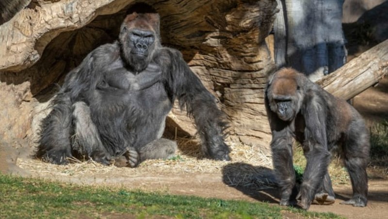 Im Zoo von San Diego sind Gorillas positiv auf das Coronavirus getestet worden. (Bild: SDZG 2021 ©)