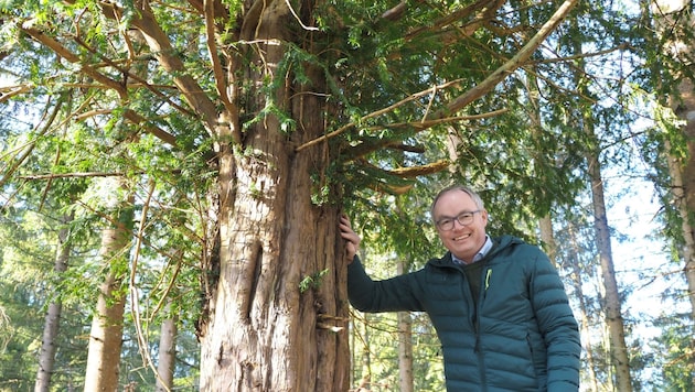 Landesvize Stephan Pernkopf hält hier über eine 300 Jahr alte Eibe seine schützende Hand (Bild: Gabriele Moser)