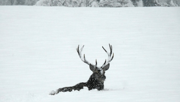 Die Wildtiere haben im Winter regelrechten Überlebenskampf (Bild: Sebastian Brunner)