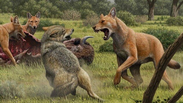 Der Canis dirus war deutlich größer als der Grauwolf. (Bild: Mauricio Anton)