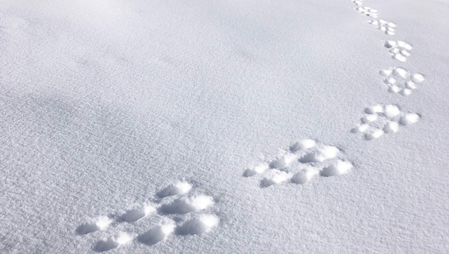 Rätselraten um mysteriöse Spuren: Wer oder was könnte im Schnee unterwegs gewesen sein? (Bild: Karin Zlimnig)