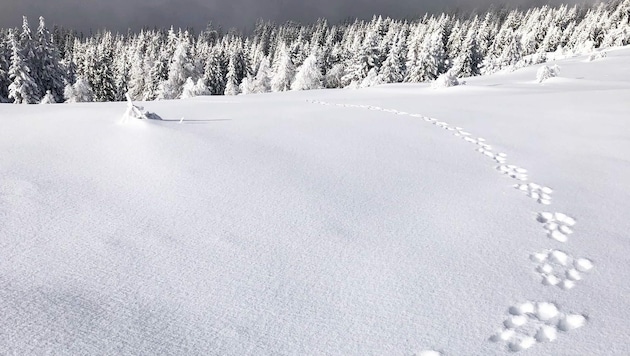 Rätselraten um mysteriöse Spuren: Wer oder was könnte im Schnee unterwegs gewesen sein? (Bild: Karin Zlimnig)