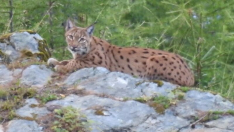 Dieser Luchs wurde 2016 im Gemeindegebiet von Fließ fotografiert. (Bild: TJV/Grünauer)