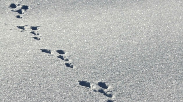 Ratsel Gelost Diese Mysteriose Spur Im Schnee Hinterliessen Krone At